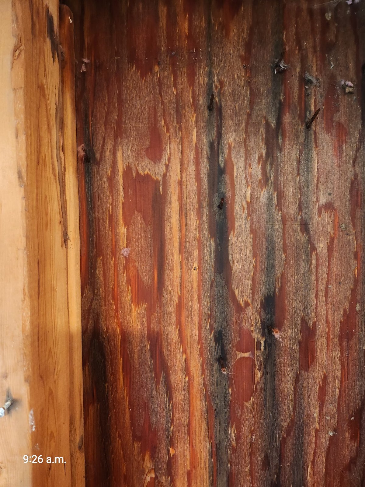 Close-up of saturated and contaminated fiberglass insulation removed from West Roxbury wall — SR Enterprises insurance documentation