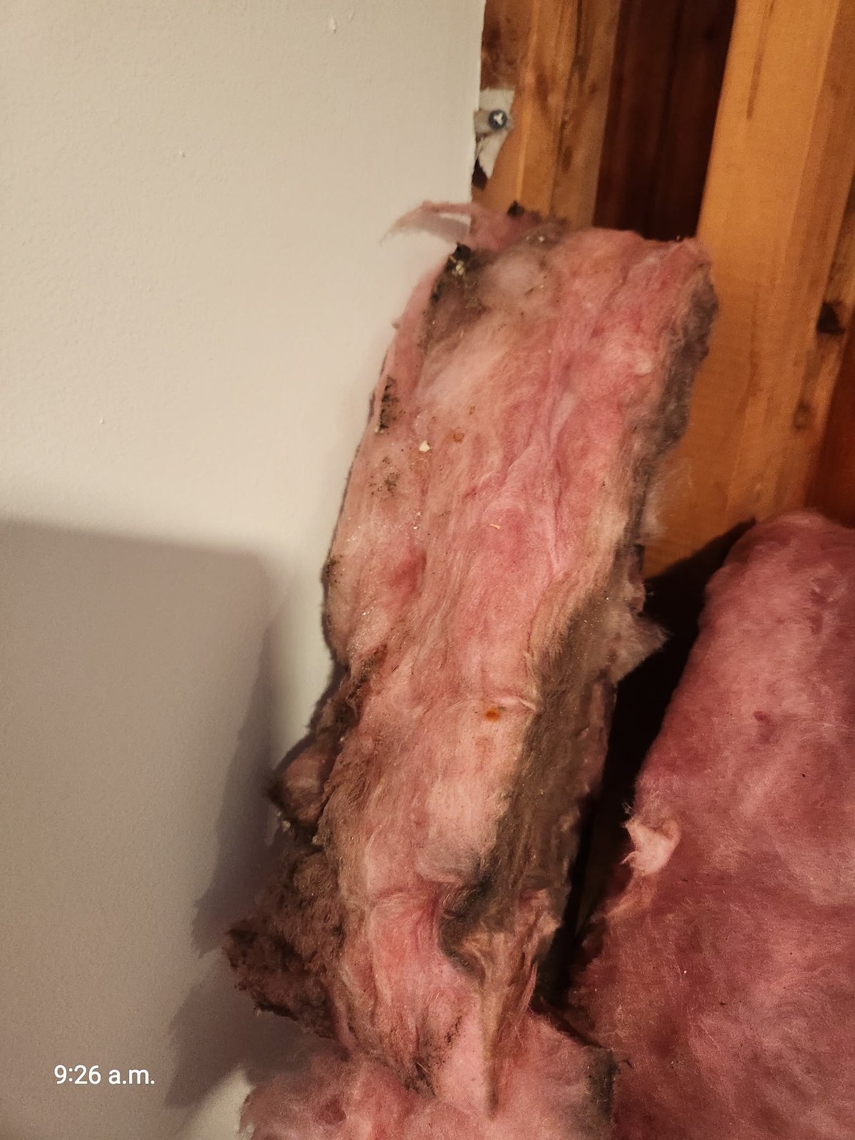 Wide shot of West Roxbury wall after drywall removal revealing extent of water damage and saturated insulation — SR Enterprises documentation